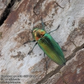 Eurythyrea quercus 4927-2012 CZ: krasec dubový DE: Eckschildiger Glanz-Prachtkäfer UK: jewel beetle
albums/brouci_2/thumb_eurythyrea-quercus-4927-2012.jpg