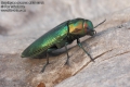 Eurythyrea quercus 4939-2012 CZ: krasec dubový DE: Eckschildiger Glanz-Prachtkäfer UK: jewel beetle 
albums/brouci_2/thumb_eurythyrea-quercus-4939-2012.jpg