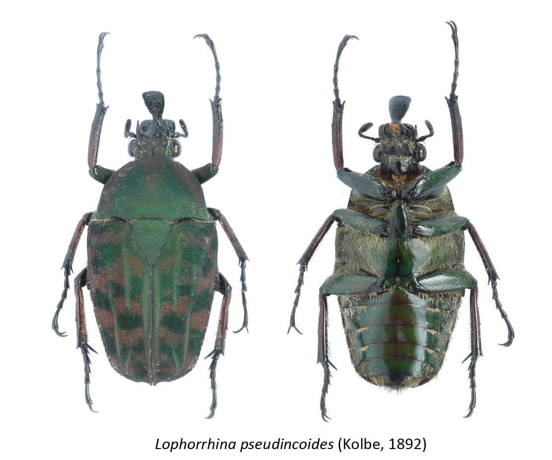 Lophorrhina pseudincoides (Kolbe, 1892)
Cameroon, male