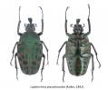 Lophorrhina pseudincoides (Kolbe, 1892)
Cameroon, male
albums/cetoni/thumb_Lophorrhina-pseudincoides-K.jpg