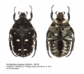 Protaetia scepsia
albums/cetoni/thumb_scepcia-IMG_8380.jpg