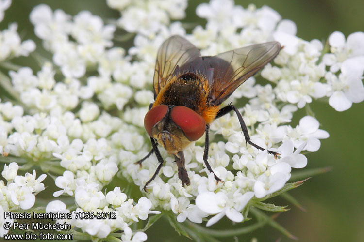 Phasia hemiptera 7038-2012 CZ: kuklice DE: Raupenfliege ENG: tachinid fly 
