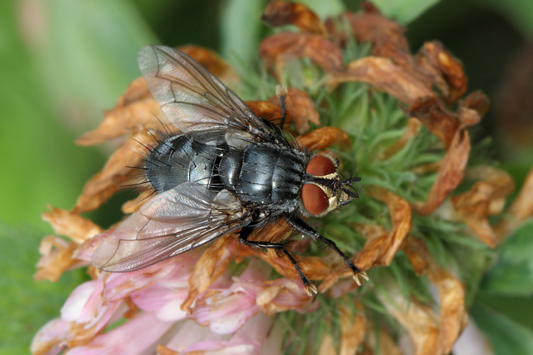 Blondelia nigripes 6013-2012 CZ: kuklice DE: Raupenfliege UK: Tachinid fly
Diptera, Tachinidae