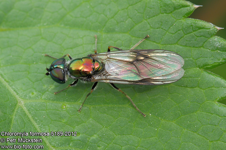 Chloromyia formosa 5189-2012 CZ: bráněnka zlatá ENG: Golden Soldier Fly DE: Waffenfliege
Diptera, Straciomyidae