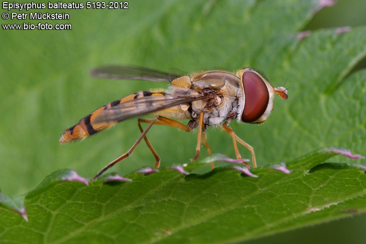 Episyrphus balteatus 5193-2012 CZ: petřenka pruhovaná ENG: Marmalade hoverfly DE: Winterschwebfliege
Diptera, Syrphidae