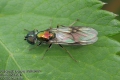 Chloromyia formosa 5189-2012 CZ: bráněnka zlatá ENG: Golden Soldier Fly DE: Waffenfliege
Diptera, Straciomyidae
albums/diptera/thumb_chloromyia-formosa-5189-2012.jpg