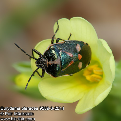 Eurydema oleracea 9589-3-2014 CZ: kněžice zelná