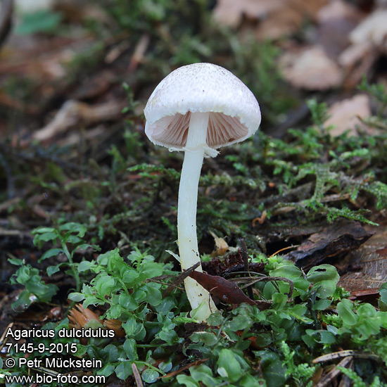 Agaricus dulcidulus 7145-9-2015 CZ: pečárka purpurová DE: Schulzer Purpurhütiger Zwergegerling EN: rosy wood mushroom SK: pečiarka bledopurpurová, pečárka purpurová