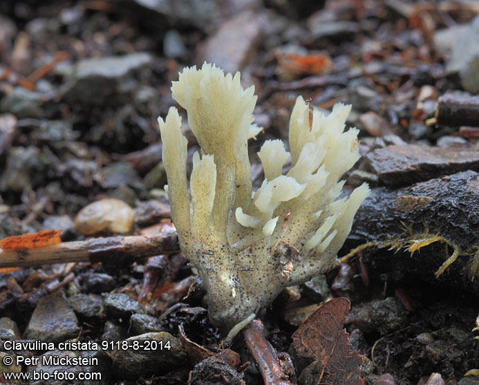 Clavulina cristata 9118-8-2014 syn.: Ramaria cristata, Clavaria coralloides CZ: kuřátečka hřebenitá EN: coral fungus or the crested coral fungus 