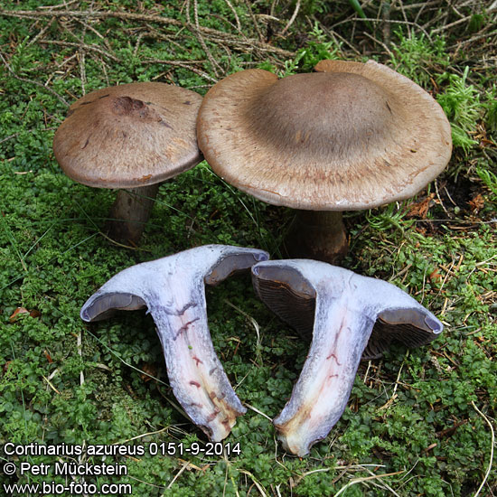 Cortinarius azureus 0151-9-2014 CZ: pavučinec odchylný DE: Violettblauer Seidenkopf SK: pavučinovec opásaný