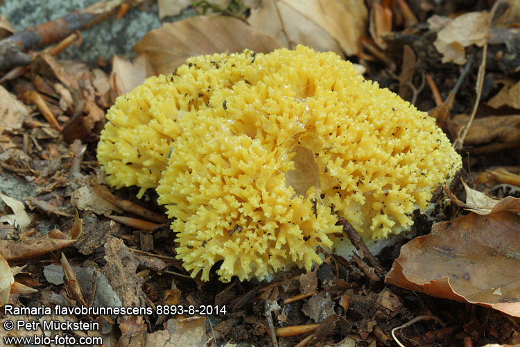 Ramaria flavobrunnescens 8893-8-2014 CZ: kuřátka žlutohnědá CN: 棕黄枝瑚菌 DE: Gelbbräunende Koralle 