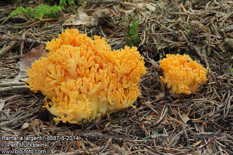 Ramaria largentii 8887-8-2014 CZ: kuřátka horská DE: Orangegelbe Gebirgs-Koralle