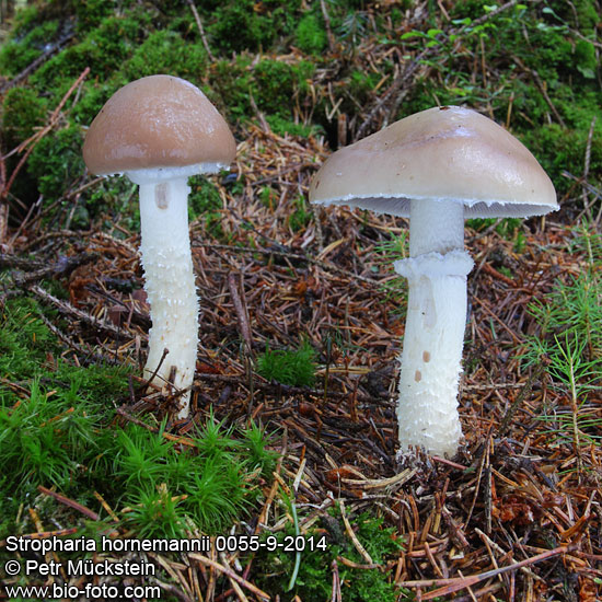 Stropharia hornemannii 0055-9-2014 CZ: límcovka očesaná (Hornemannova) DE: Üppiger Träuschling ENG: Conifer Roundhead 