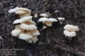 Clitocybe sp. 9368-9-2014
albums/houby/thumb_Ckitocybe-9368-9-2014.jpg