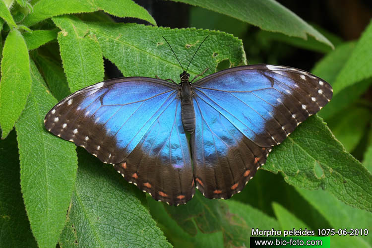 Morpho peleides 1075-05-2010 CZ: morfo UK: Common Blue Morpho Butterfly DE: Blauer Morphofalter 