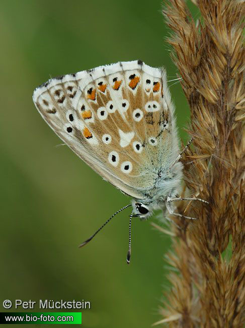 modrásek vikvicový - Polyommatus coridon
IMG 2337

EN:Chalk-hill Blue DE: Silbergrüner Bläuling