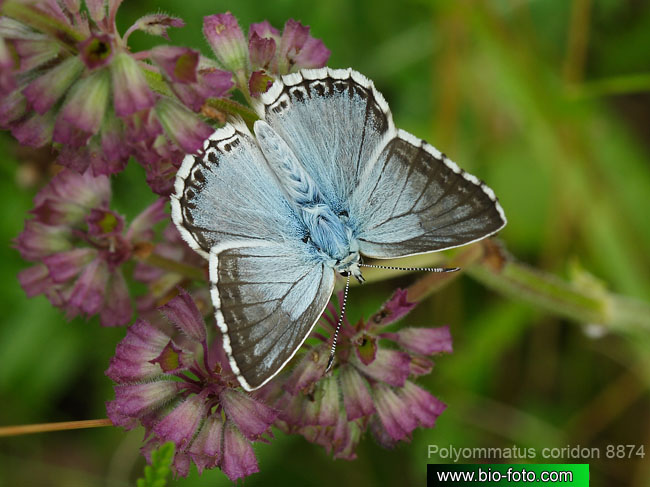 modrásek vikvicový - Polyommatus coridon
IMG 8874

UK: Chalk-hill Blue DE: Silbergrüner Bläuling