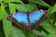 Morpho peleides 1075-05-2010 CZ: morfo UK: Common Blue Morpho Butterfly DE: Blauer Morphofalter 
albums/motyli/thumb_Morpho-peleides-1075-05-2010.jpg