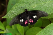 Papilio anchisiades 1068-05-2010 CZ: otakárek  UK: Ruby-spotted Swallowtail DE: Schwalbenschwanz RU: ласточкин хвост HU: fecskefarkúlepke
albums/motyli/thumb_Papilio-anchisiades-1068-05-2010.jpg