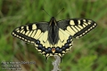 Papilio-machaon-2004-5-2015.jpg