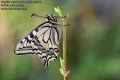 Papilio-machaon-4245-4-2022.jpg