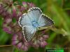modrásek vikvicový - Polyommatus coridon
IMG 8874

UK: Chalk-hill Blue DE: Silbergrüner Bläuling
albums/motyli/thumb_Polyommatus-coridon-web-IMG_8874.jpg
