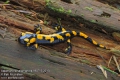 salamandra-salamandra-8927-5-2013.jpg