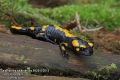 salamandra-salamandra-8928-5-2013.jpg