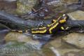 salamandra-salamandra-8977-5-2013.jpg