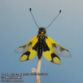 Ascalaphus-macaronius-3513-15-2009.jpg