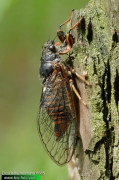Cicadetta-montana-6685.jpg
