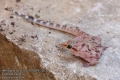 Hemidactylus-turcicus-0438-6-2013.jpg