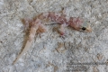 Hemidactylus-turcicus-0837-6-2013.jpg