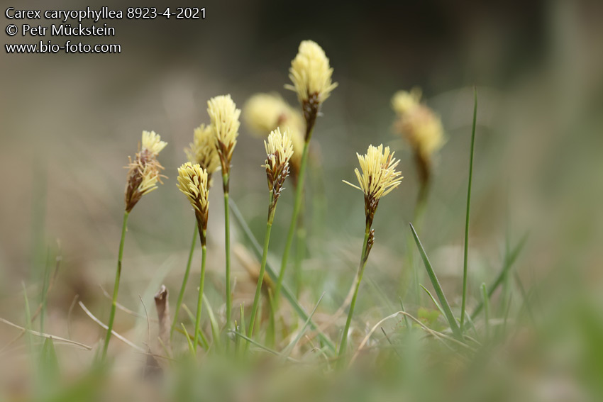 Carex caryophyllea 8923-4-2021 CZ: ostřice jarní