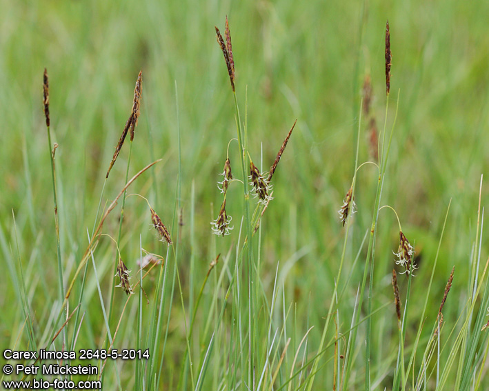 Carex limosa 2648-5-2014