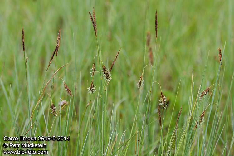 Carex limosa 2649-5-2014