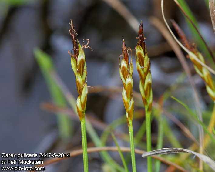 Carex pulicaris 2447-5-2014