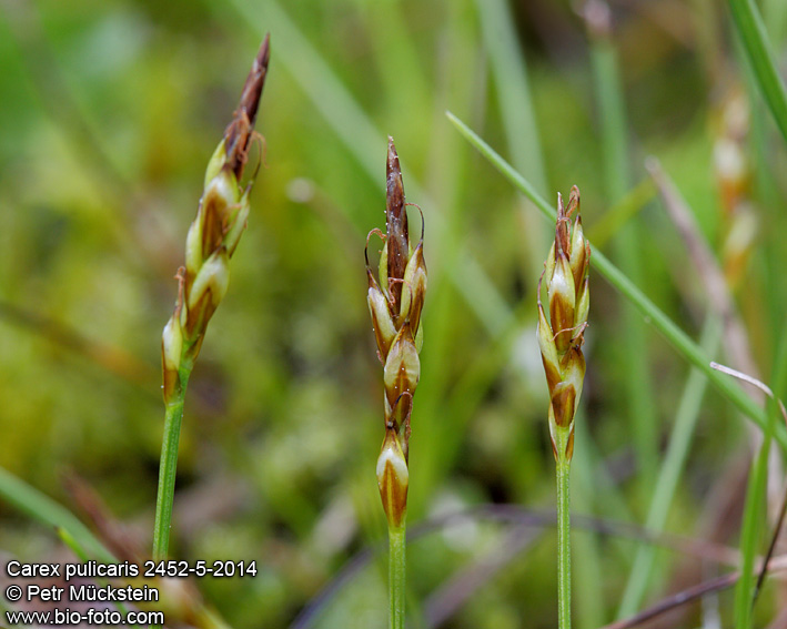 Carex pulicaris 2452-5-2014