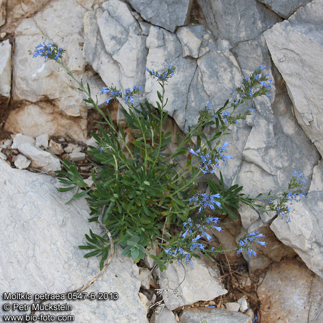 Moltkia petraea 0547-6-2013
syn: Echium petraeum