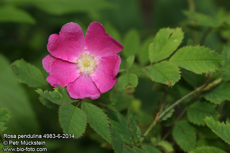 Rosa pendulina 4983-6-2014 SYN: alpina CZ: Růže alpská převislá DE: Gebirgs-Rose FR: Rose des Alpes PL: Róża alpejska UK: Alpine rose Mountain 