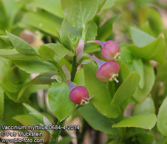 Vaccinium myrtillus 0684-4-2014 CZ: borůvka černá, brusnice borůvka, květ borůvky, kvetoucí borůvka 