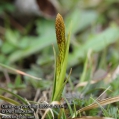 Carex-caryophyllea-8855-3-2014.jpg