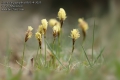 Carex caryophyllea 8923-4-2021 CZ: ostřice jarní
albums/rostliny/thumb_Carex-caryophyllea-8923-4-2021.jpg