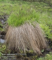 Carex-cespitosa-2071-5-2014.jpg