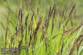 Carex-cespitosa-2079-5-2014.jpg