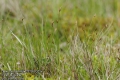 Carex-chordorrhiza-2575-5-2014.jpg
