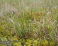 Carex-chordorrhiza-2582-5-2014.jpg