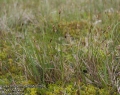 Carex-chordorrhiza-2595-5-2014.jpg