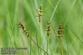 Carex-davalliana-4167-6-2014.jpg