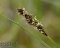 Carex-diandra-2483-5-2014.jpg